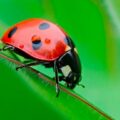 ladybug-match3