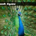 peacock-jigsaw