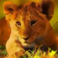 wild-baby-animals-jigsaw